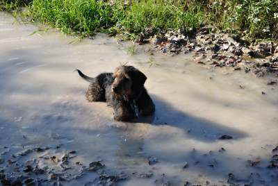 GeorgeInPuddle 400