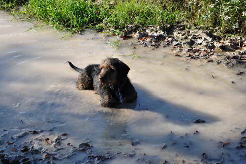 George loves puddles!