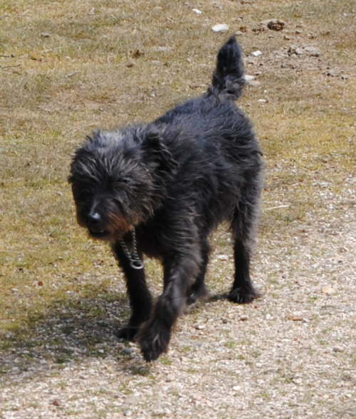 Del on Gorley Common