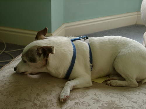 The last item to take to the New Forest.